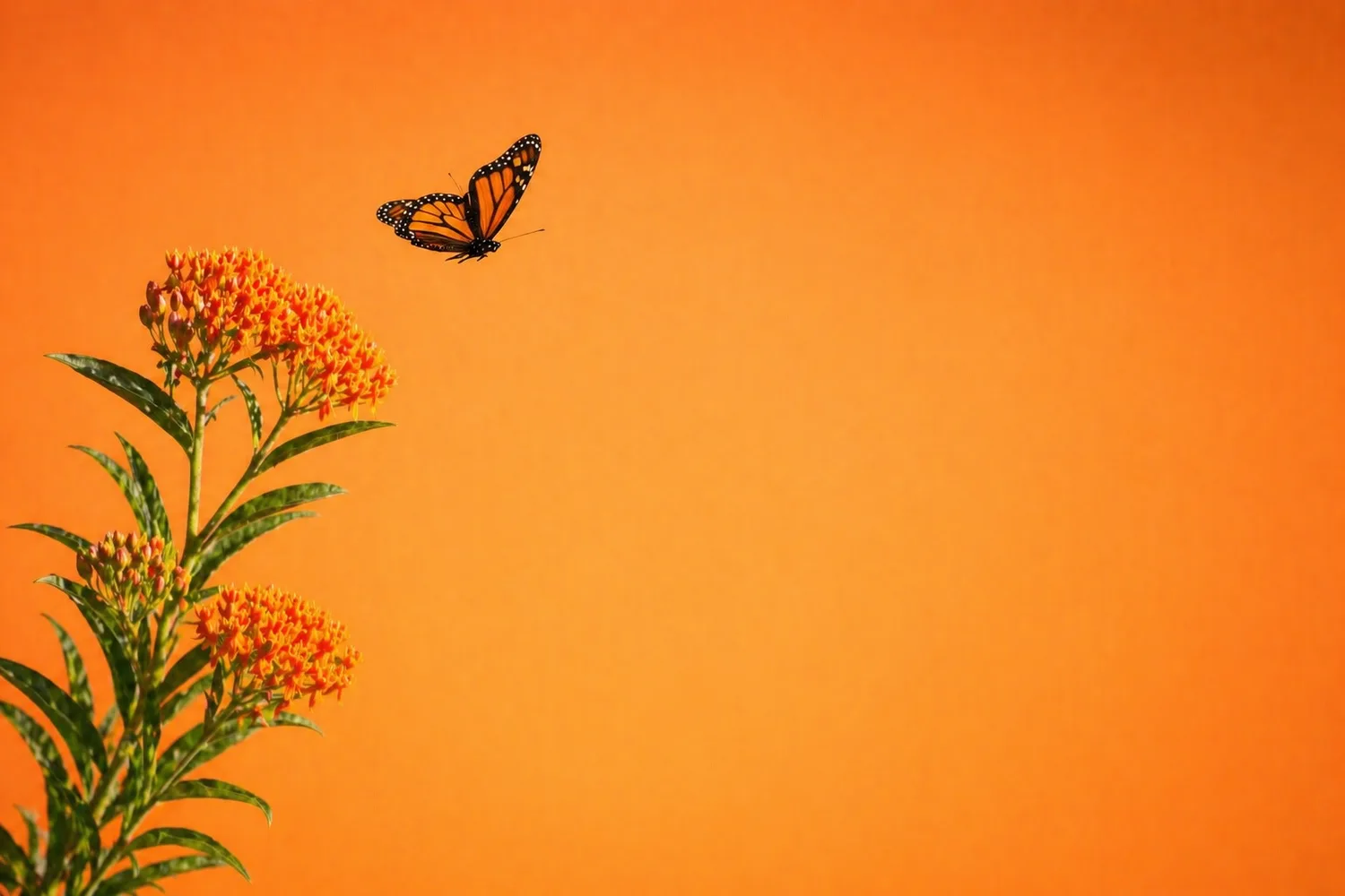 A monarch butterfly above orange milkweed flowers